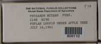 Physarum nutans image